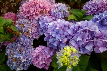 Hydrangea Flowers Blooming in the Garden