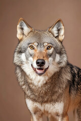 Obraz premium Angry and surprised wolf isolated on a brown background, with its ears perked up and mouth open in surprise.