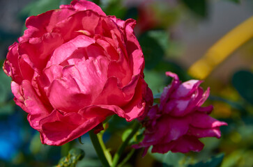 Obraz premium beautiful roses on the bush
