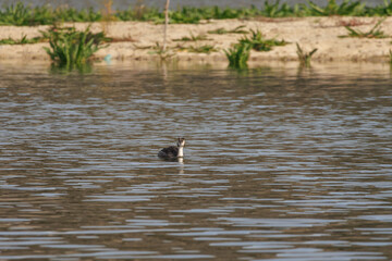 Somormujo podiceps cristatus en su habitat natural en el embalse de Beniarres, España