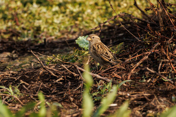 Buitrón Cisticola juncidis entre la vegetación del pantano de Beniarres, España	
