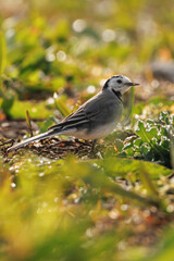 Lavandera blanca Motacilla alba a contraluz  en el suelo junto a la vegetación, Pantano de Beniarres, España