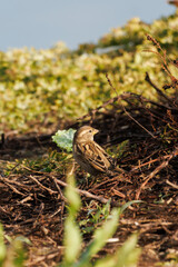 Buitrón Cisticola juncidis entre la vegetación del pantano de Beniarres, España	