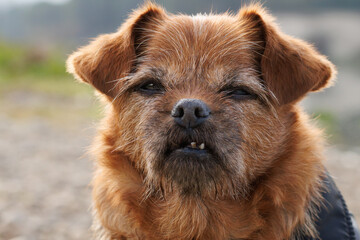 Primer plano de perro mestizo viejo con problemas en los dientes