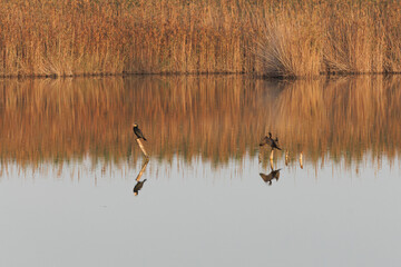 Reflejos en el agua del amanecer en el pantano del parque natural El Hondo, Elche, España