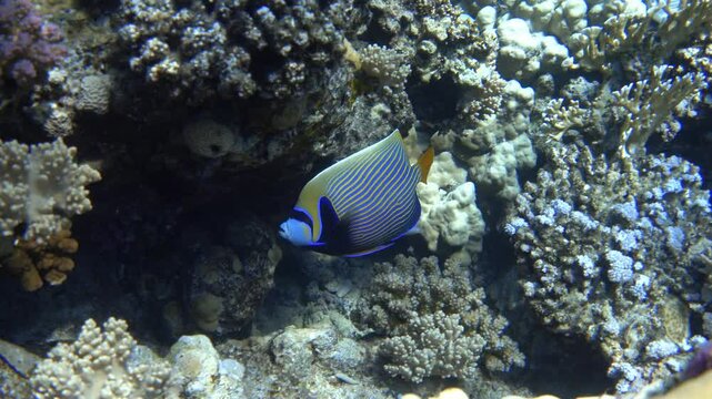 Emperor angelfish on coral reef, Red sea