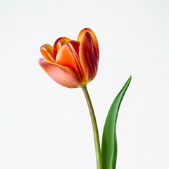 flower isolated on white background
