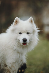 white dog portrait