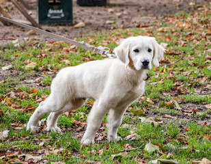 Golden retriever puppy