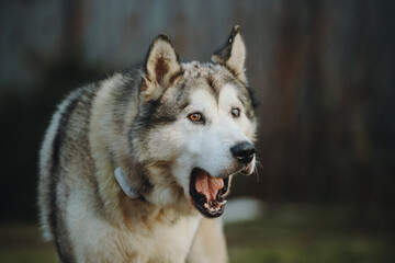 alaskan malamute dog