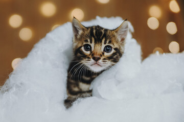 Bengal kitten and snow