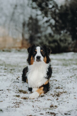 Australian shepherd dogs in snow 