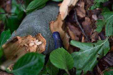 Carpathian blue slug (Bielzia coerulans) crawling on a tree trunk