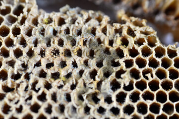 Mold on a dried honeycomb, mould, one of the structures that certain fungi can form, dust-like, colored appearance of molds is due to the formation of spores containing fungal secondary metabolites
