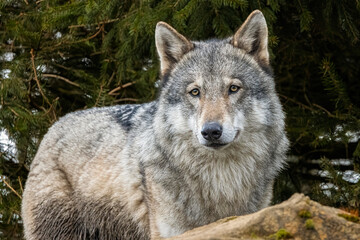 Obraz premium Grey wolf close up portrait