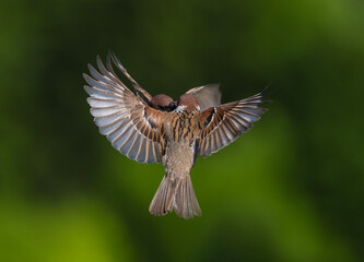 two birds sparrows had a fight in the spring garden flying up into the sky and spreading their...
