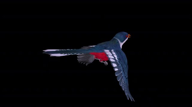 Cuban Trogon Colorful Central American Bird - Flying Loop - Aerial Back Side Angle Close Up View - Alpha Channel - Realistic 3D animation isolated on transparent background