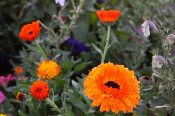 Caléndula (officinalis) naranja en jardín en la Ruta del Maíz en Tijuana Baja California, México