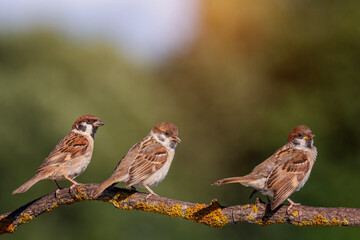 birds fledgling sparrow sitting on tree branch in summer garden