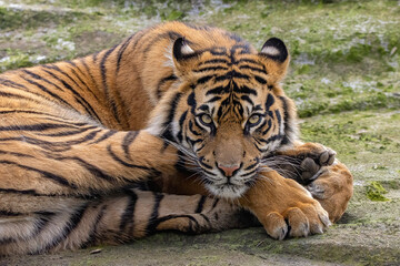 Sumatran tiger