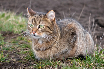 Obraz premium brown tabby cat with green eyes sitting in the garden on the grass