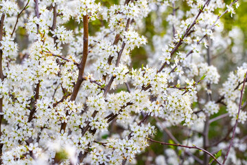 blackthorn bush with small white flowers, blackthorn flowering