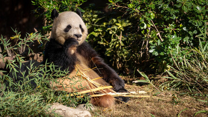 Cute Panda eating bamboo