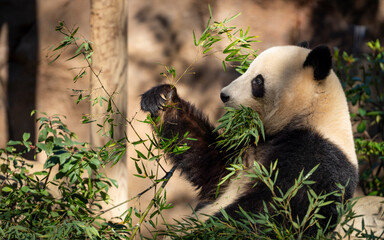 Cute Panda eating bamboo