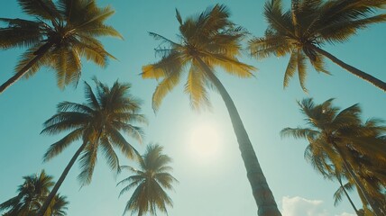 Fototapeta premium Palm Trees Under Sunny Sky
