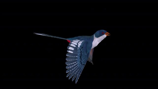 Cuban Trogon Colorful Central American Bird - Flying Loop - Aerial Side View Close Up - Alpha Channel - Realistic 3D animation isolated on transparent background