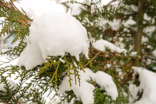Thuja branches covered with snow close up, winter background