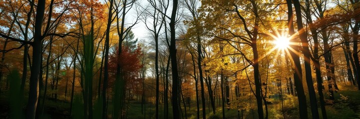 Fototapeta premium Sunlit deciduous trees in the forest, scenery