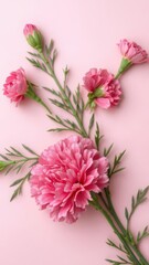 Fototapeta premium Top view of vibrant pink carnation flower on soft pink background for Mother's Day celebration, pink
