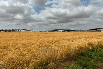 wheat field on the background of the sky with rain clouds