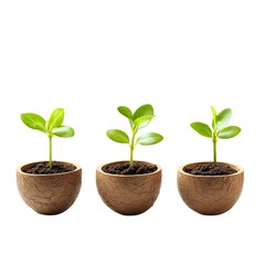 Three young green seedlings in brown pots on white background