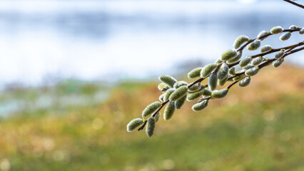 Obraz premium Willow branch with catkins near the forest and river on a blurred light background. Easter background