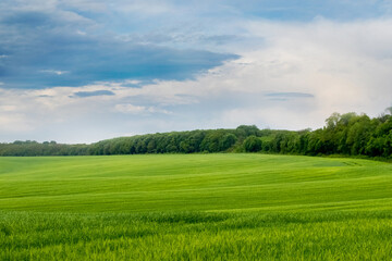 Spring landscape with green grass in the field and a forest in the distance