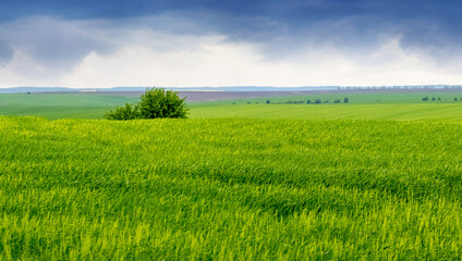 spring landscape with green grass in the field and a lonely tree