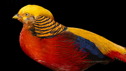 golden pheasant