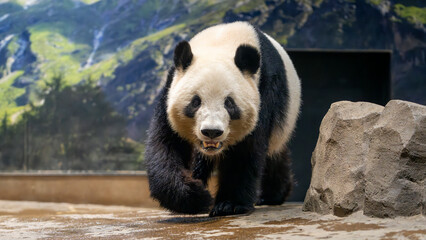 Panda bear walking and looking