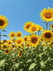Obraz premium Field of bright yellow sunflowers stretching towards a clear blue sky, creating a stunning and cheerful scene, plants