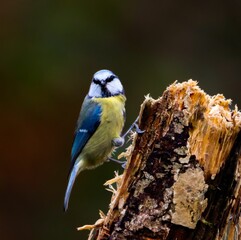 Blue Tit Perched on Tree Stump