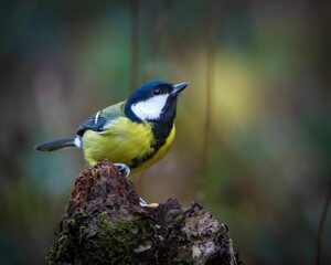 Great tit on a mossy tree stump