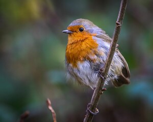 European robin perched on a branch.