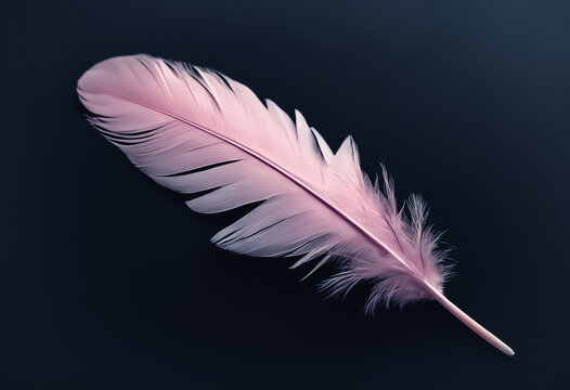 Fototapeta pink feather on black background against simple background with space for text