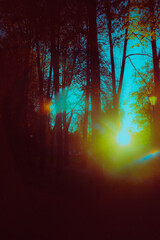 The bright sun shines through the branches of the forest, creating a glare of light. Happiness in the early morning.
