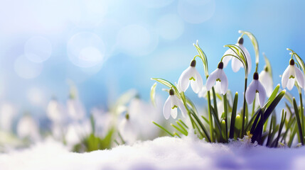 Obraz premium Snowdrop flowers in the snow. Selective focus, blur, sunlight. Copy space.