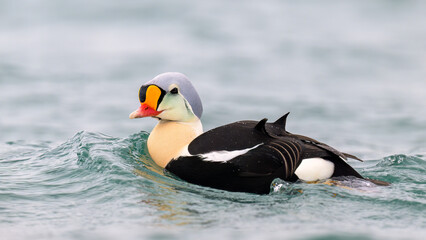 Male king eider (Somateria spectabilis) in water