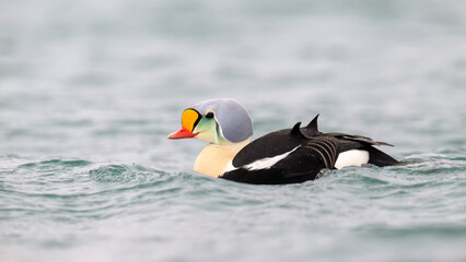 Male king eider (Somateria spectabilis) in water