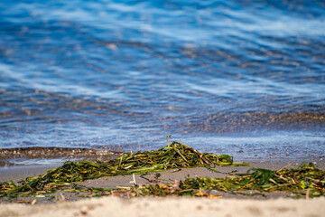 Seaweed on sandy beach with lake.